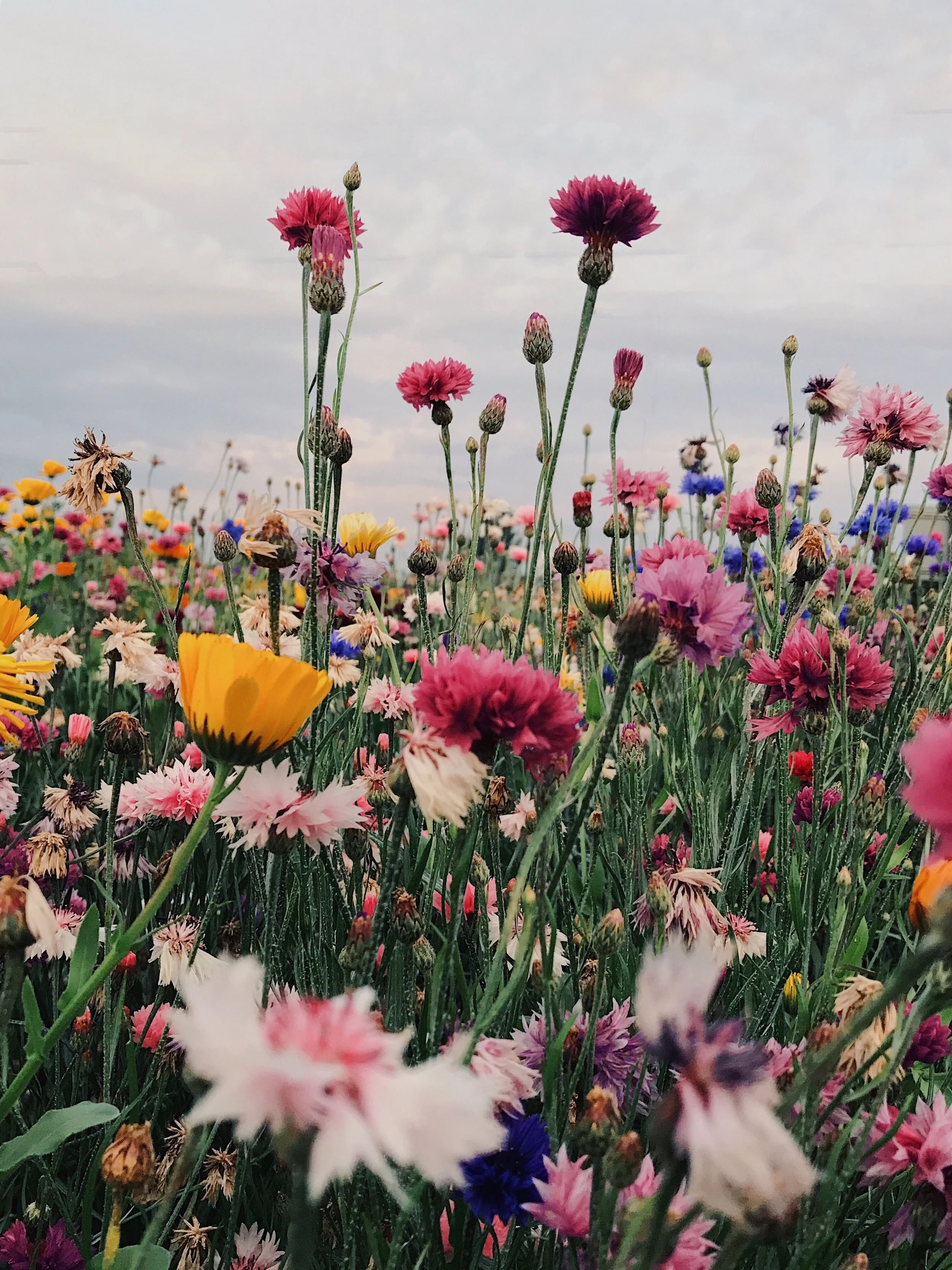 Life Behind the Squares: Elizabeth from Blowyinthewind