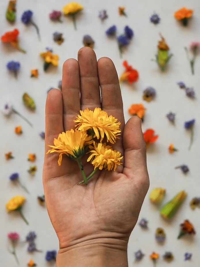 A Guide to Edible Flowers | Botanical Tales