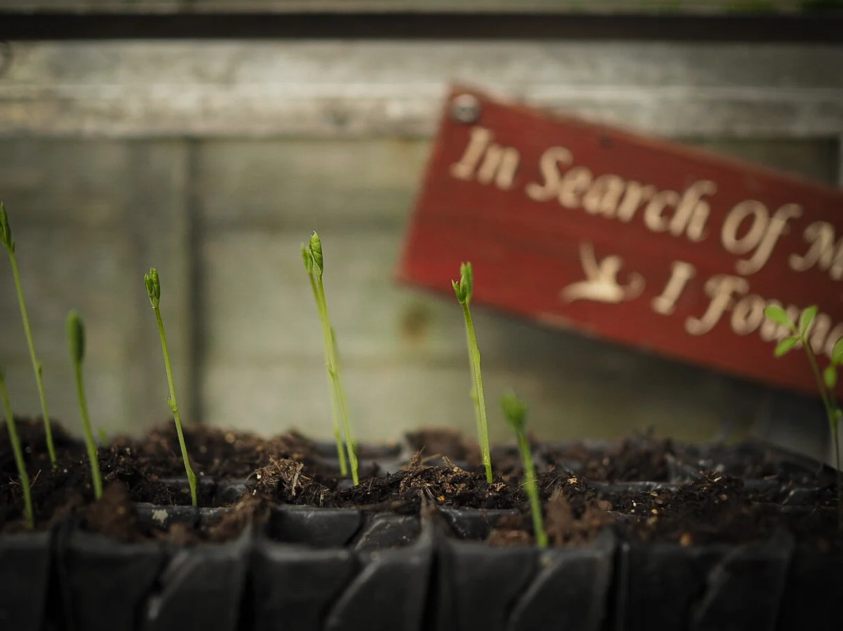 The diary of a dried flower garden: January