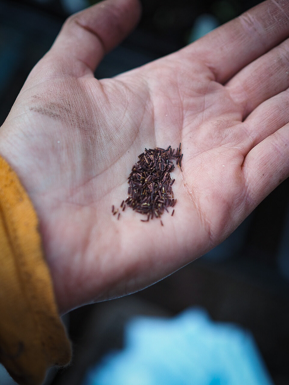 Winged Everlasting seeds