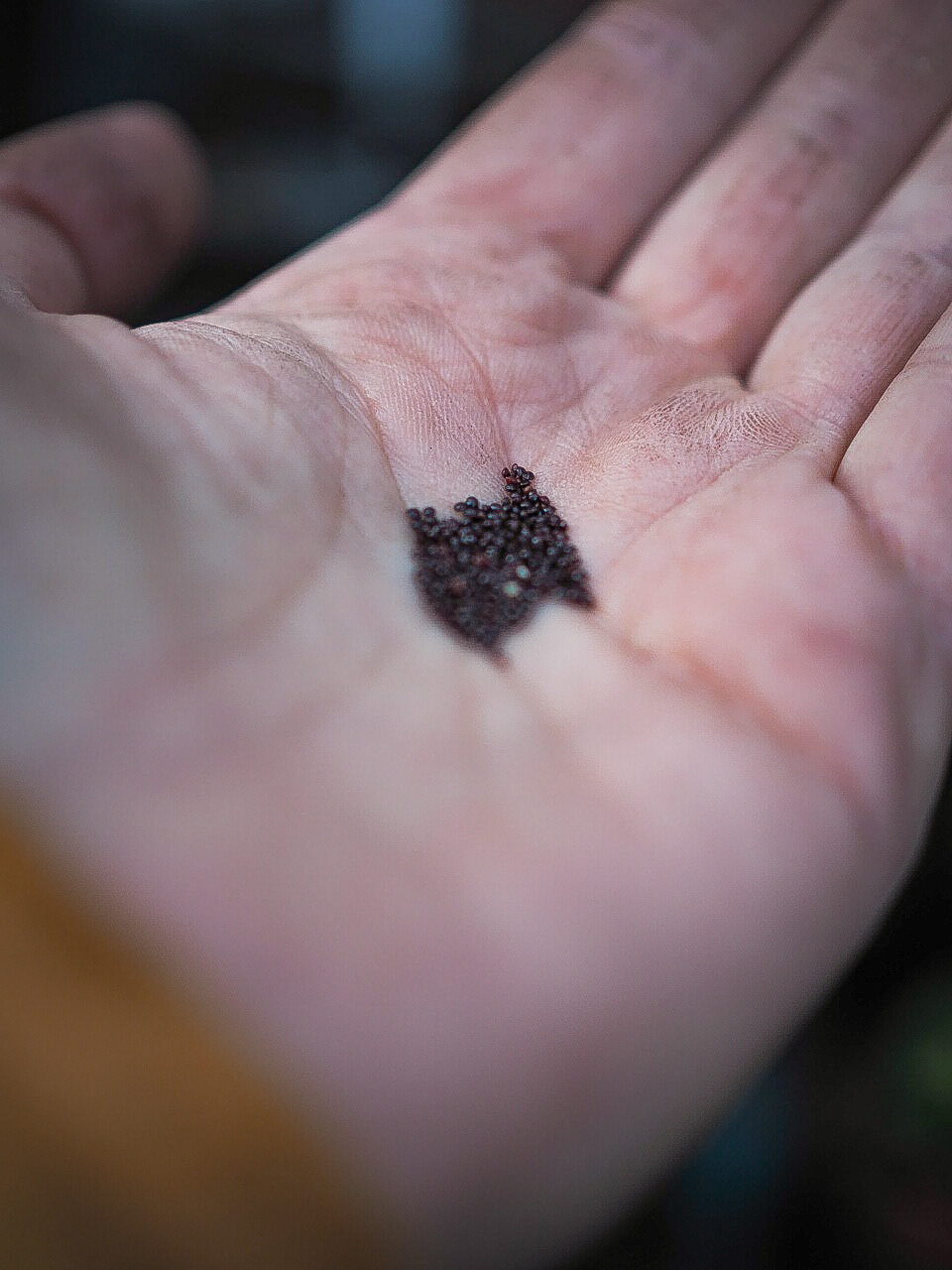 Amaranthus Seedheads