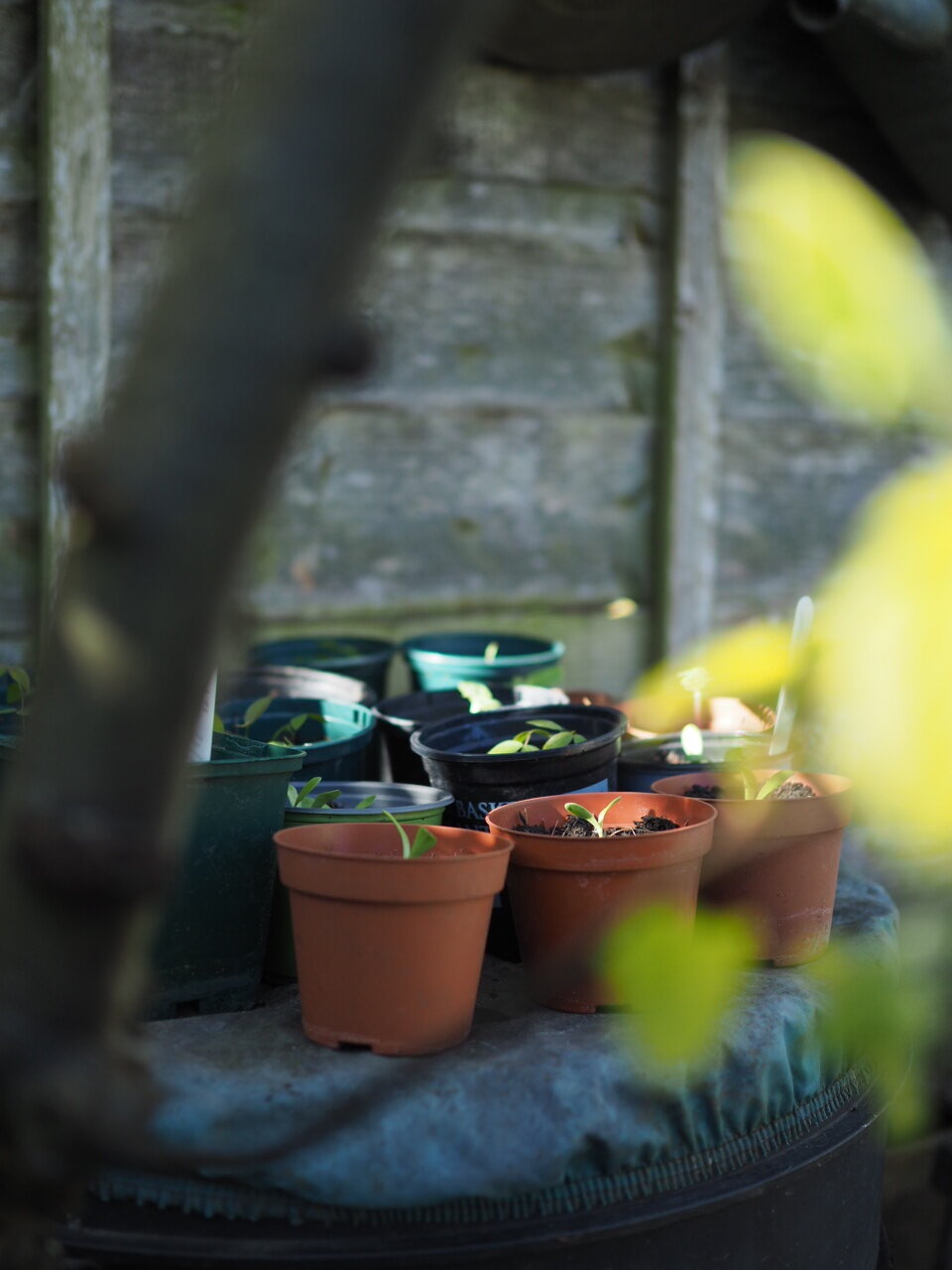The Diary of a Dried Flower Garden: April