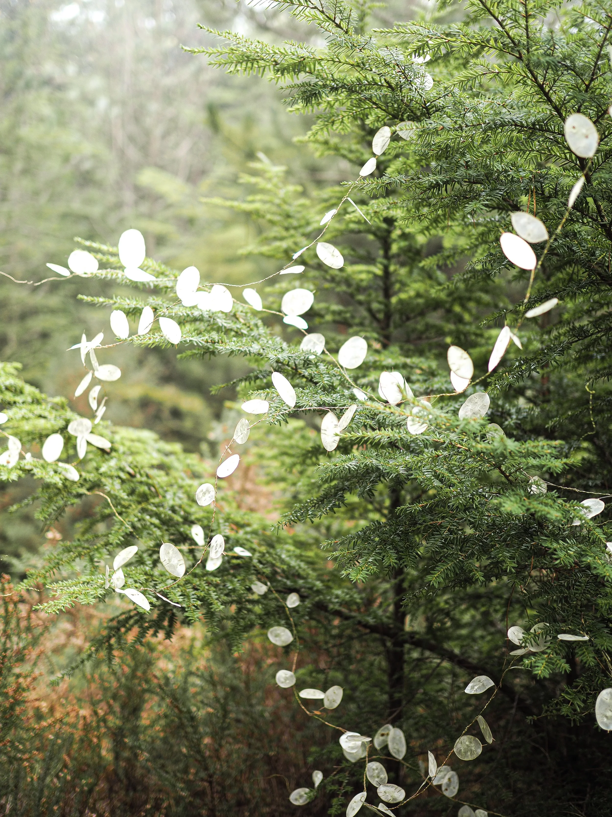 Honesty Flower Strings