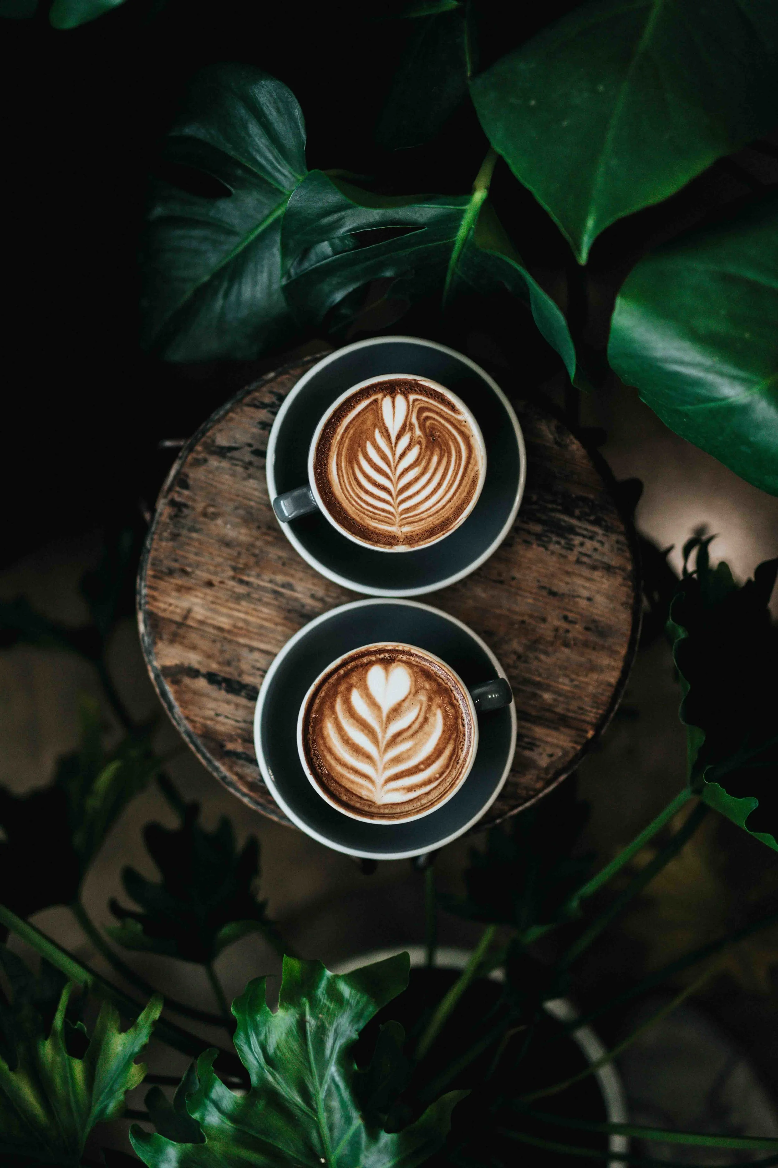 Two cups of coffee with latte art on top, placed on a round wooden table surrounded by large green leaves.