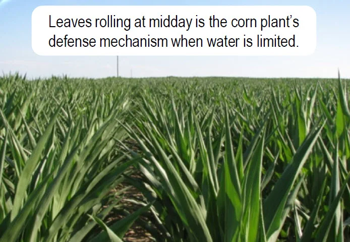 How Drought Affects Corn