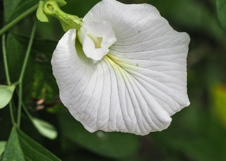 EDIBLE FLOWERS for FOOD Beautiful Blossoms for Addition to -  Finland