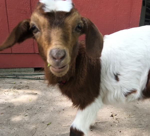Frances, 1 of our 8 goat educators