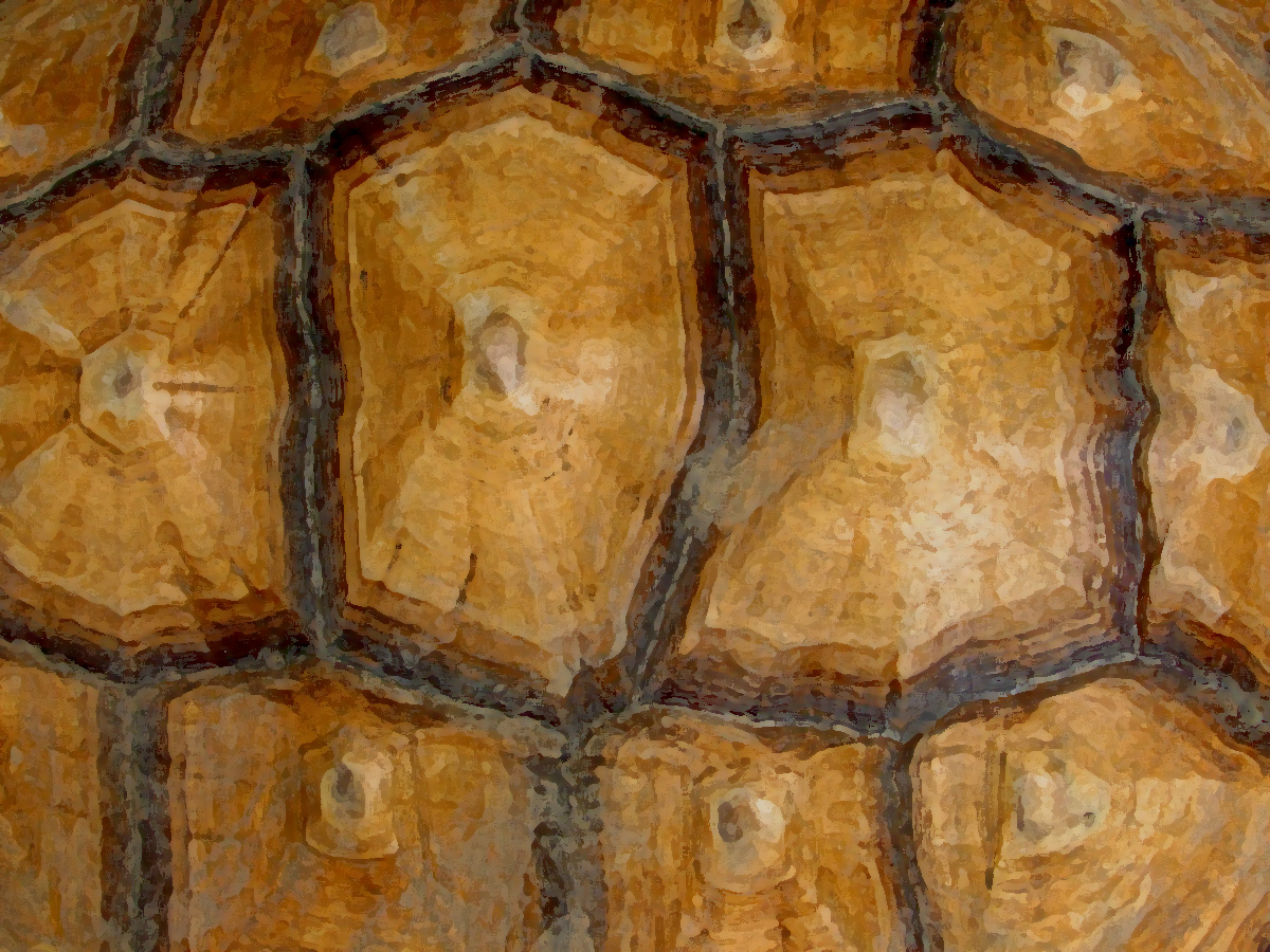 tortoise-shell.jpg