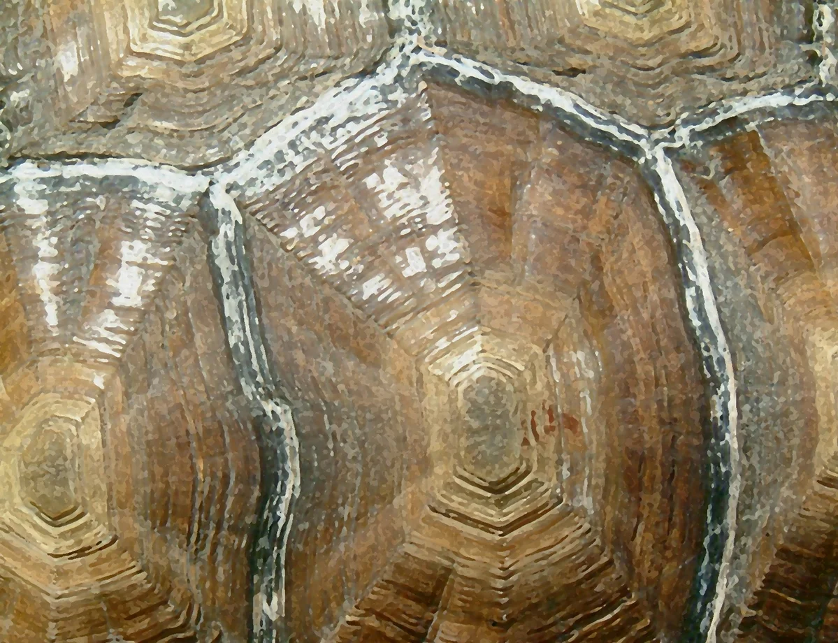 tortoise_shell.jpg