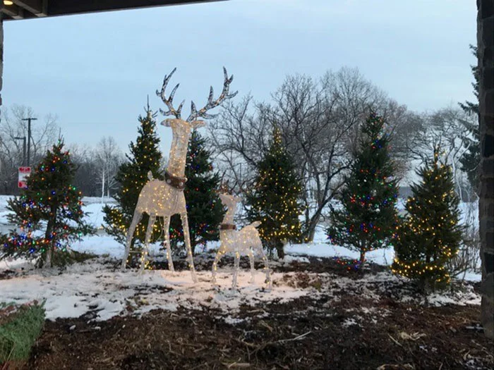 back-deer-3.jpg