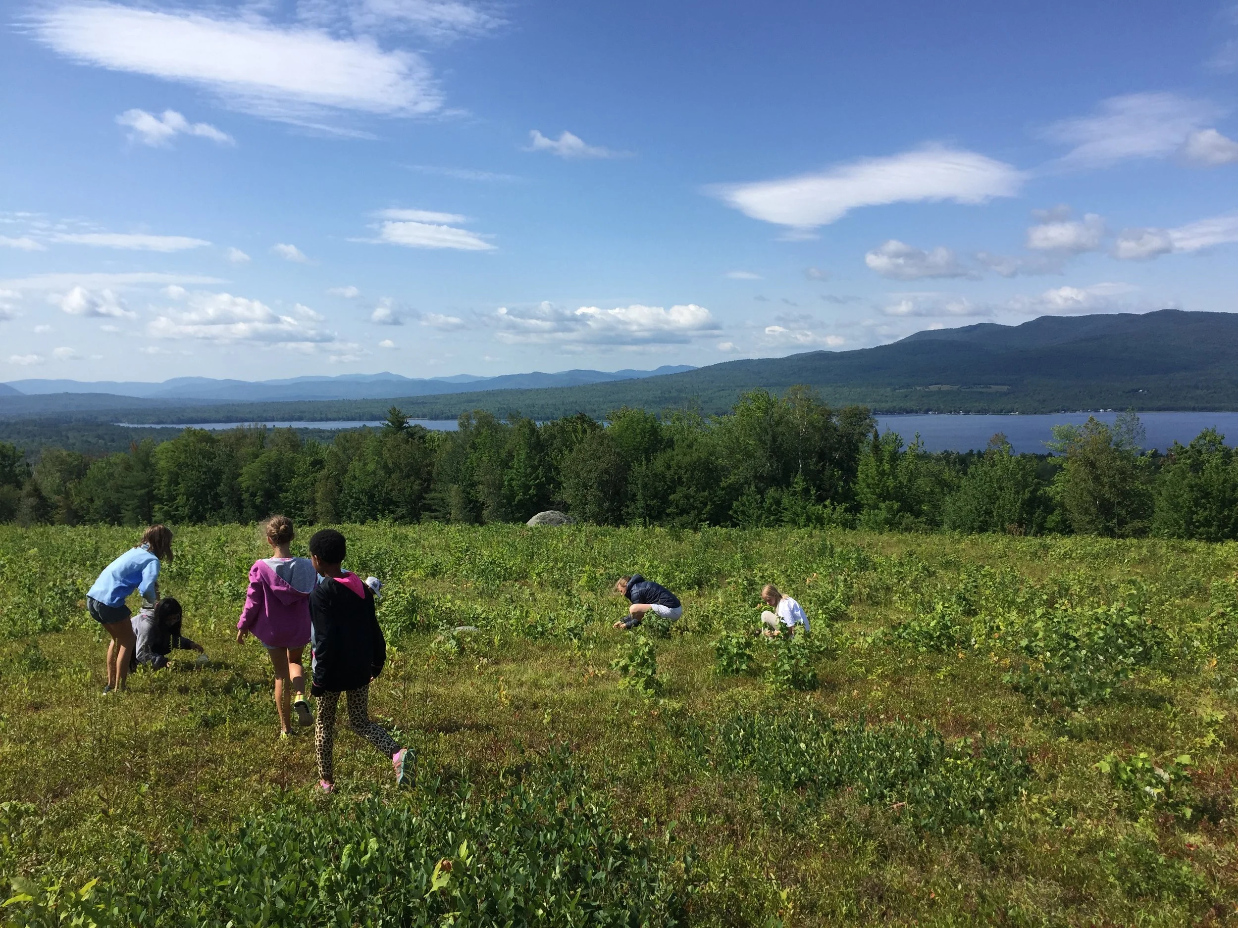 We picked enough wild blueberries here to make a pie!!&nbsp;