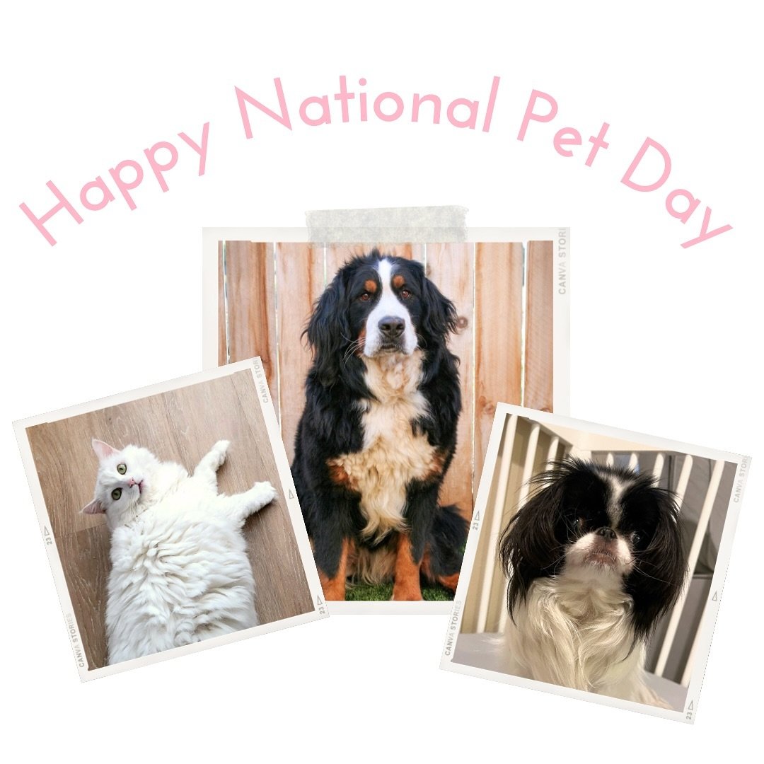 Happy National Pet Day! Puss the cat, Love, &amp; Libby were all rescued locally, both dogs were adopted through @oregondogrescue. Making a donation to a rescue is a great way to celebrate this day 🩷
#NationalPetDay