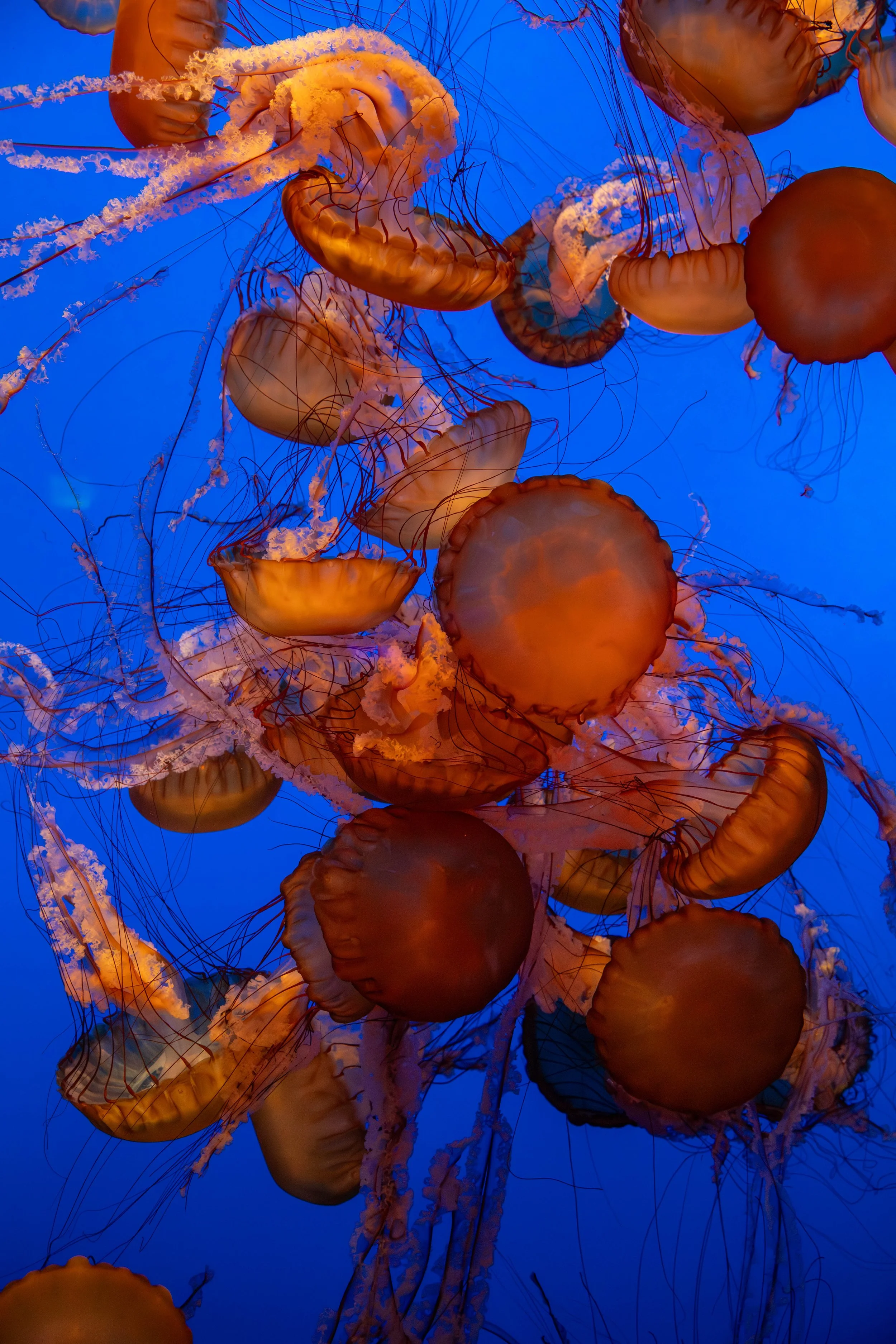AR4_5743-Enhanced-NR.jpg