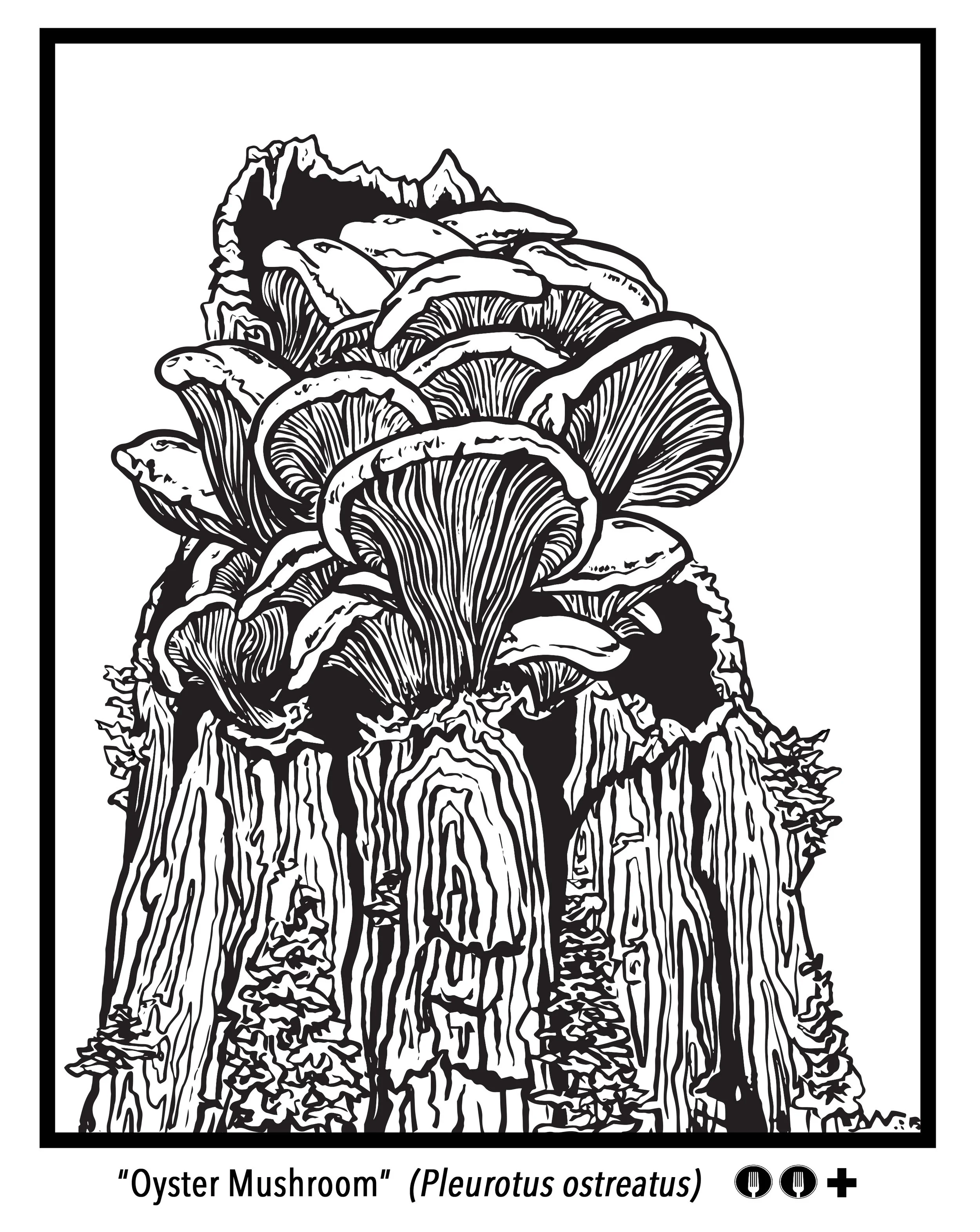 vector oyster mushroom pleurotus ostreatus .jpg