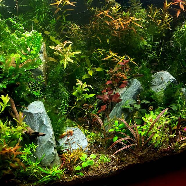 #ludwigia #fishfam #ada #aquascaping #17gallon #redtigercryptspiralis #freshwater #aquarium #watergardern #junglestyle
made with plants from @h2oplants
and @aquariumzen