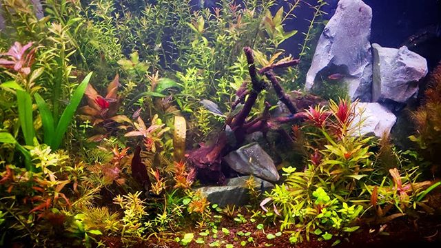 65 Liter aquarium, naturally stocked and an aquascaping dream to work with