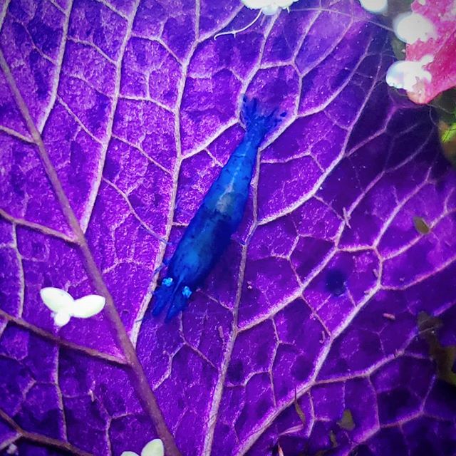 #neocaridina #bluedreamshrimp #nanotank #aquarium #nymphaea #purplewaterlily #dwarfshrimp #petshrimp