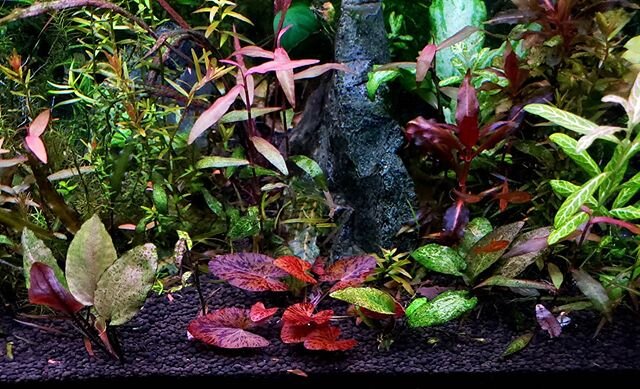 As an artist I have shifted to working with living creatures, organic materials and botanical elements to create aquarium aquascapes. Full of rich texture, vivid colors and fascinating fish providing a dynamic and beautiful randomness.

If you want t