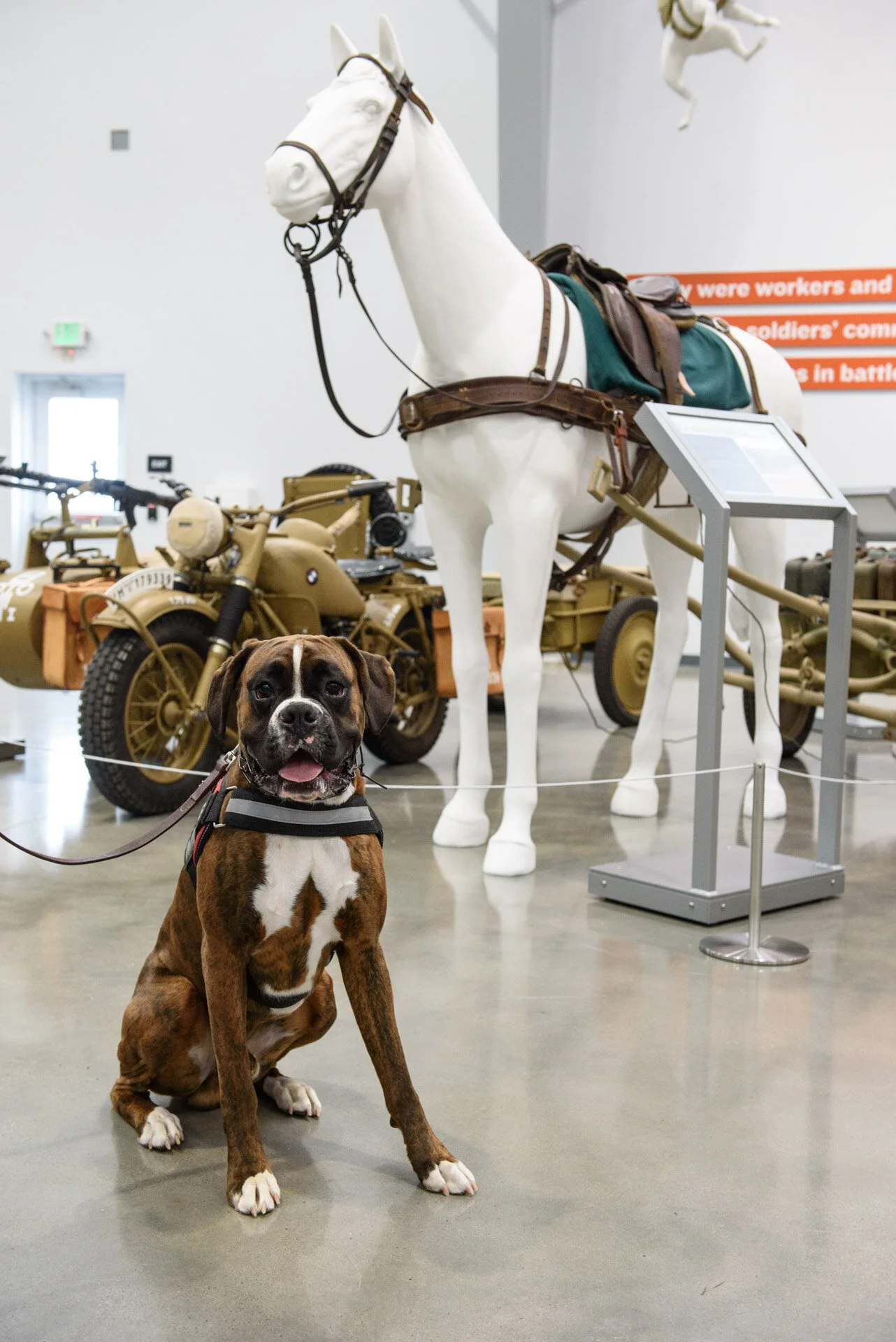 Animals_In_War_Opening_Web-0644.jpg