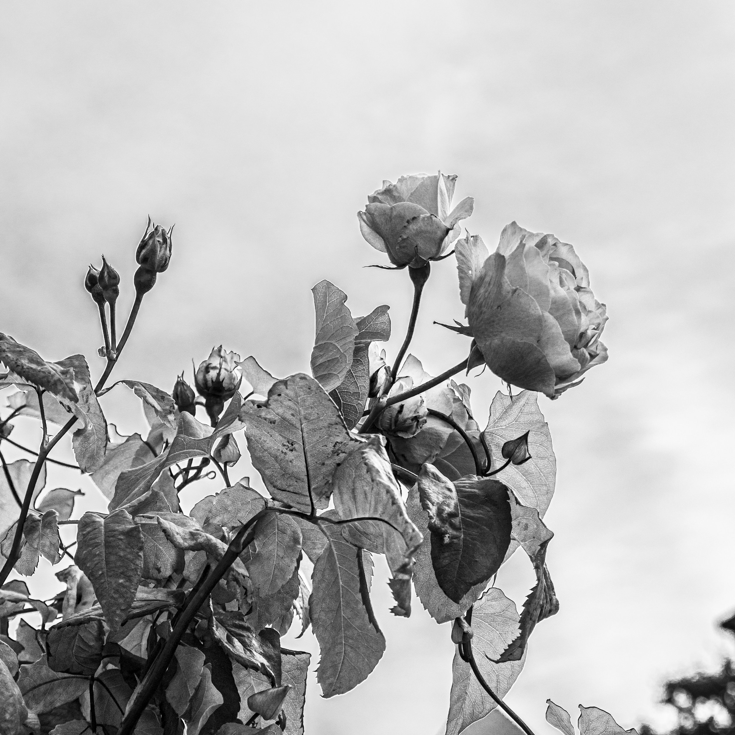 roses-bnw-square.jpg