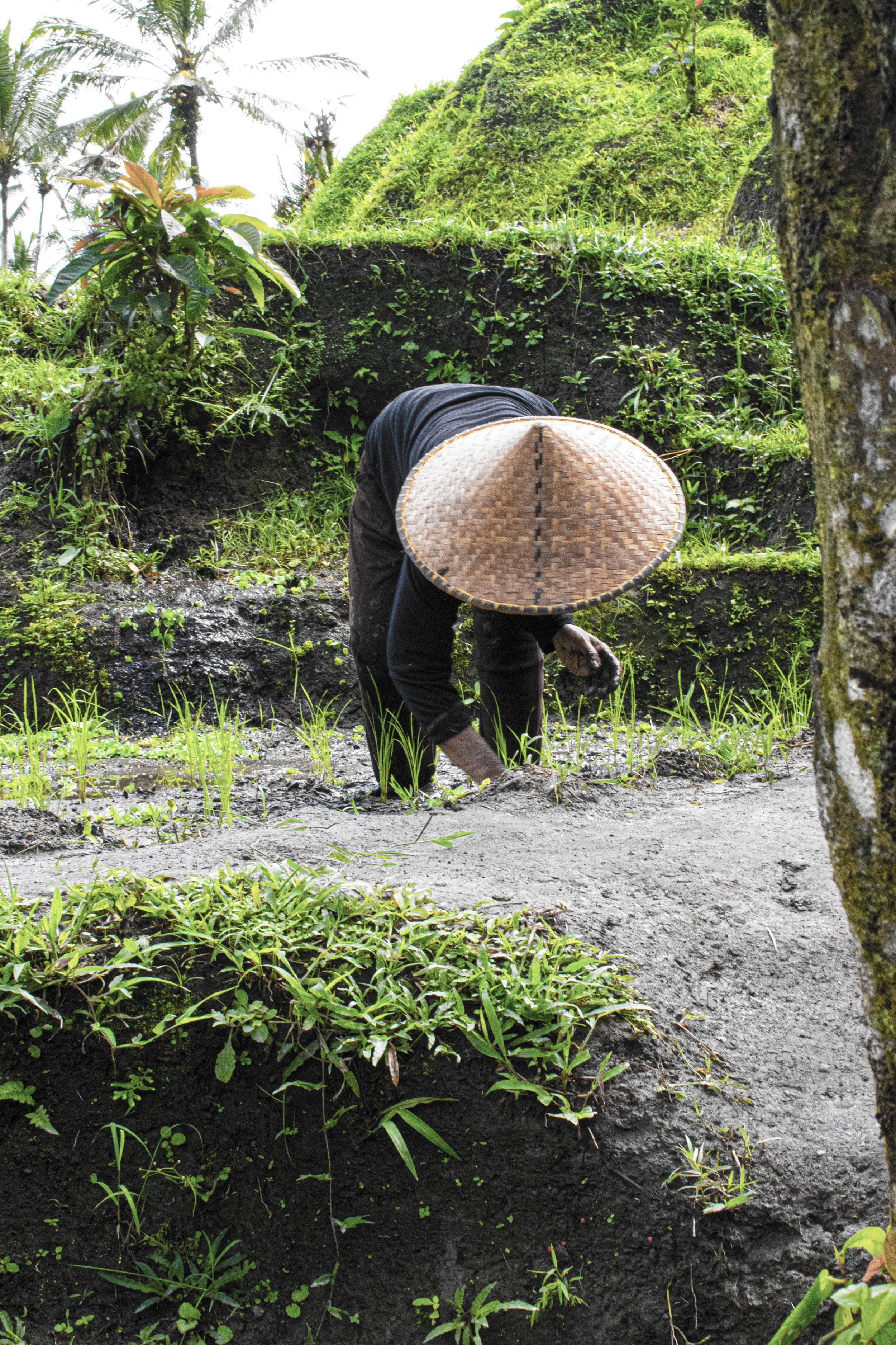 rice field woman-colourLV.jpg