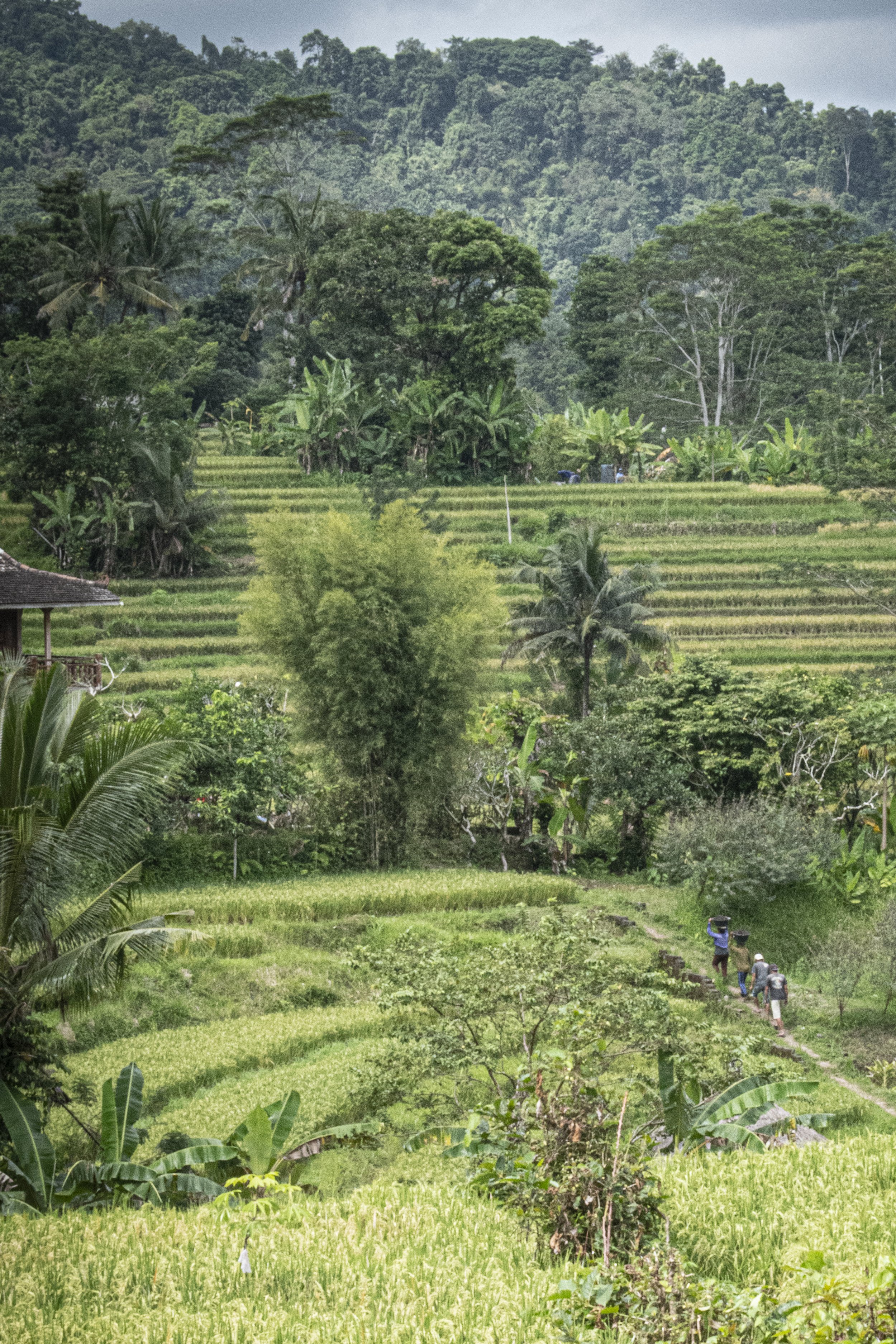 4 rice field-colour.jpg