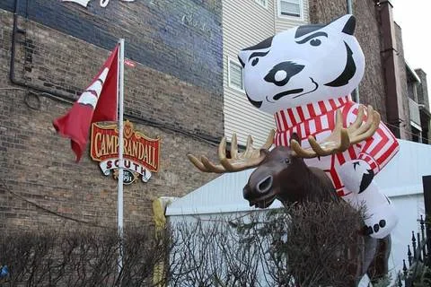 wills badger.jpg
