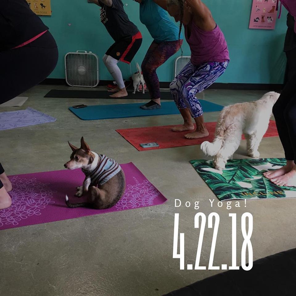 dog yoga.jpg