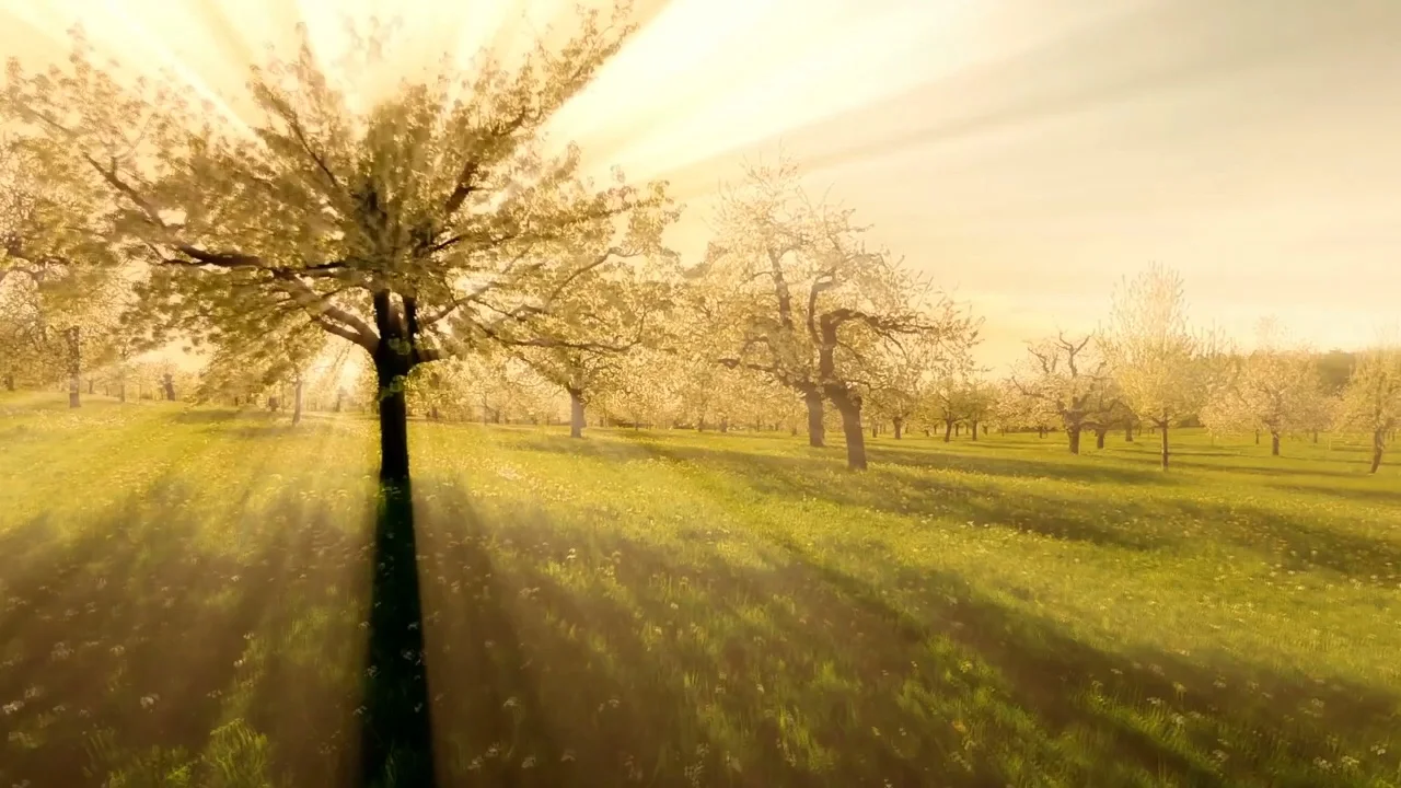 TreeCreation.jpg