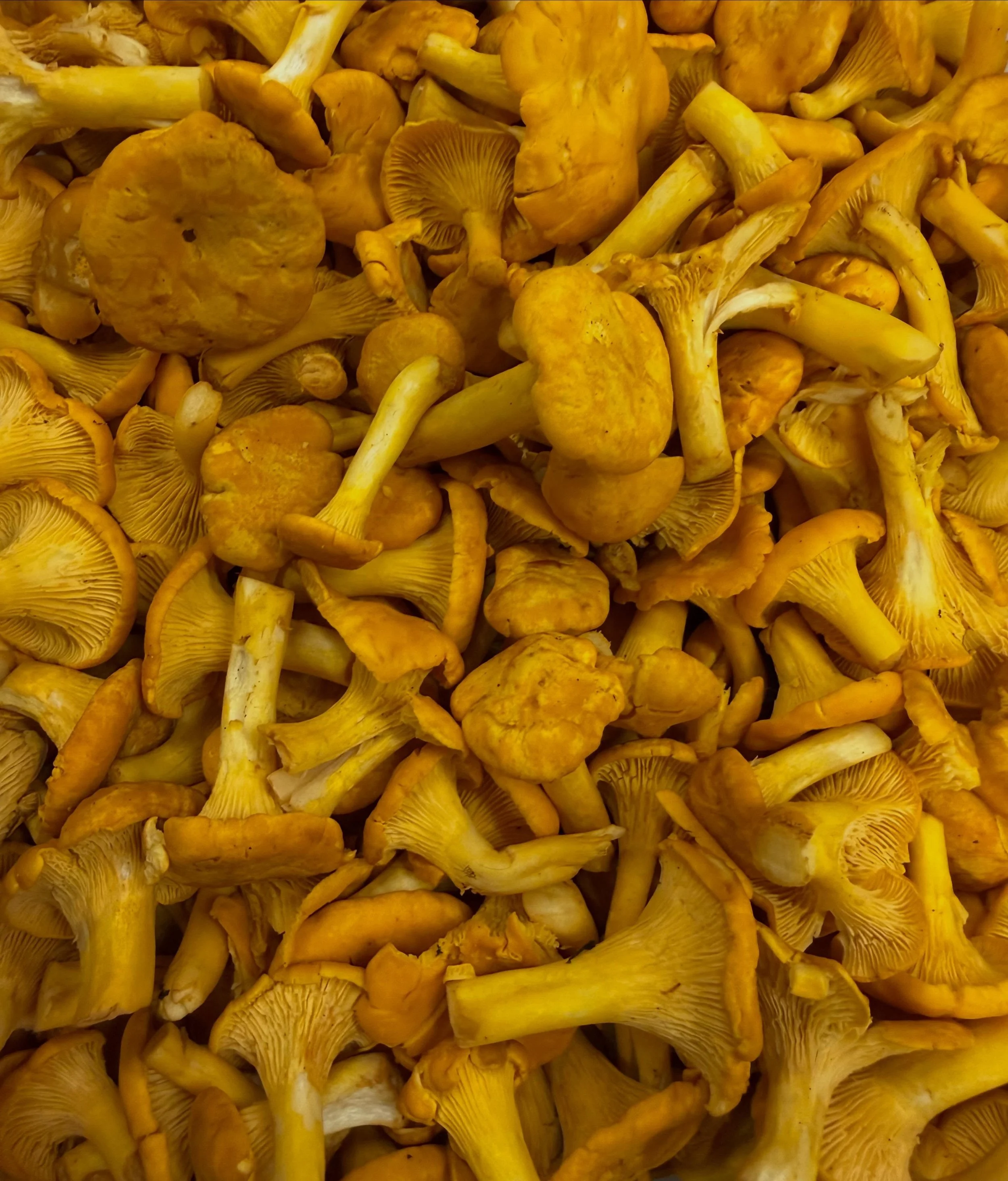 We just got in a batch of wild maine chanterelles ! 
Get these beauties this weekend!
#local #mushrooms #wild #portlandmaine