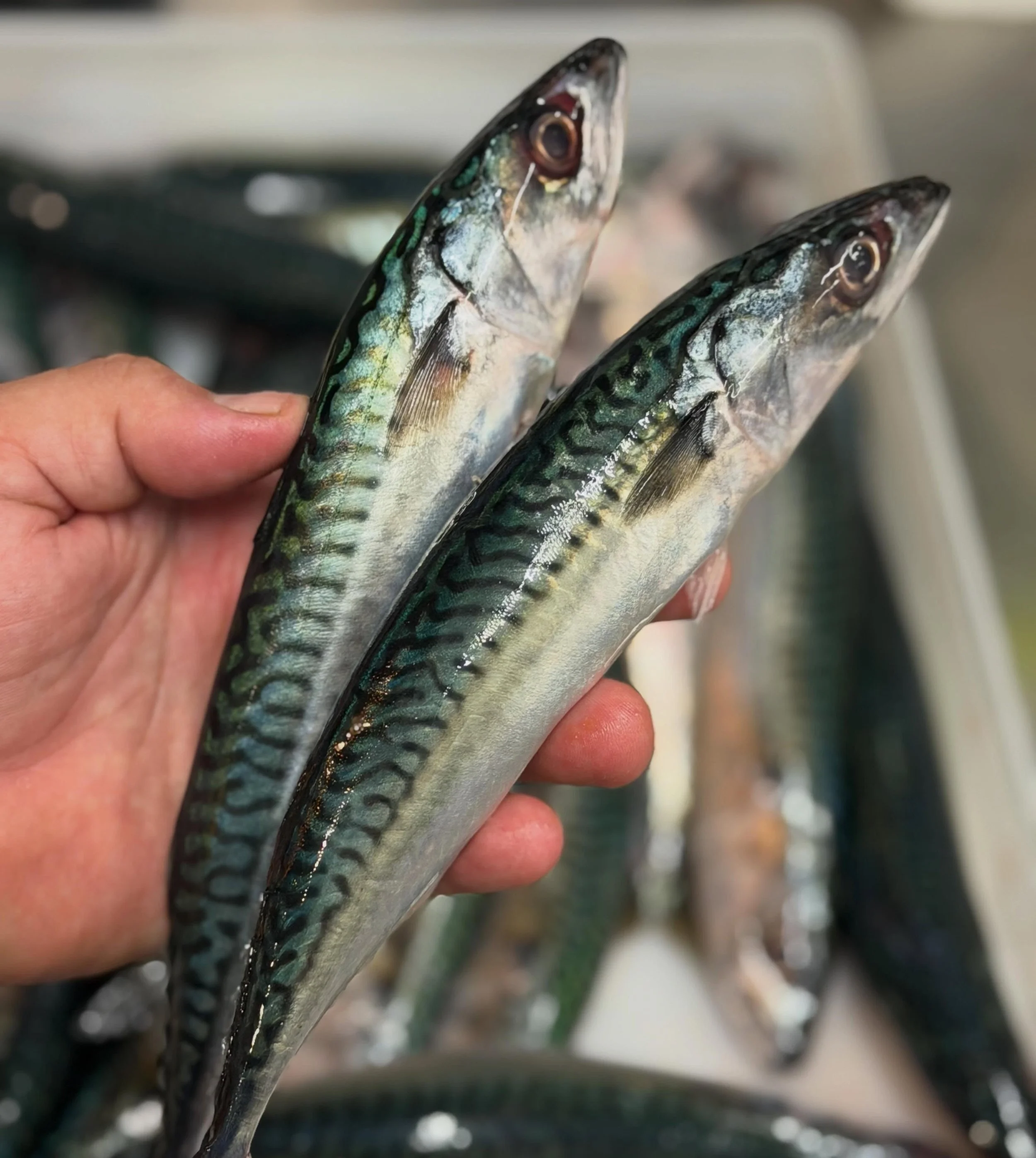 Beautiful just in local mackerel&hellip;..get ready for the grill !
#summer #local #fish #portlandmaine