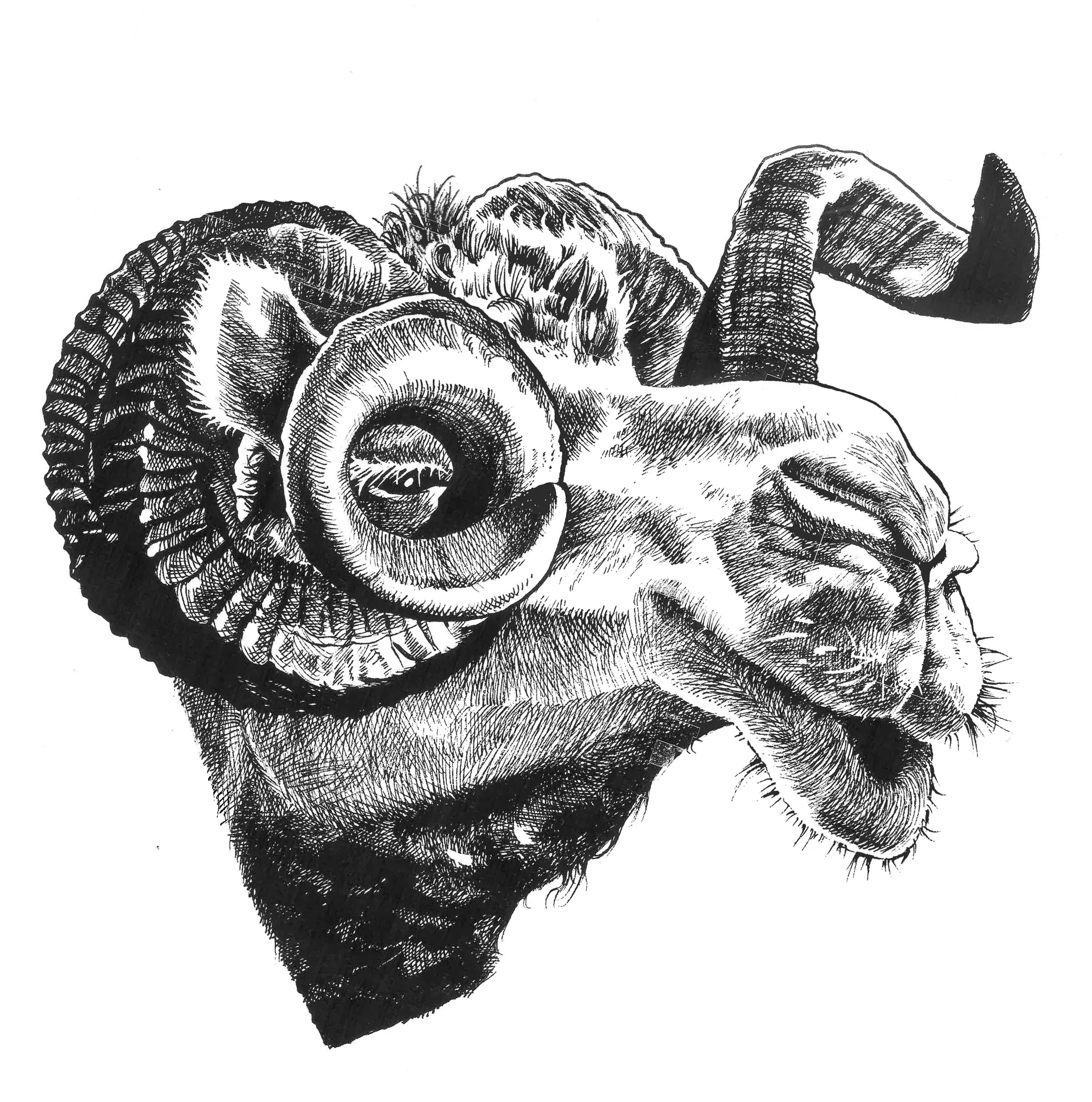 Ram_Adrian.jpg
