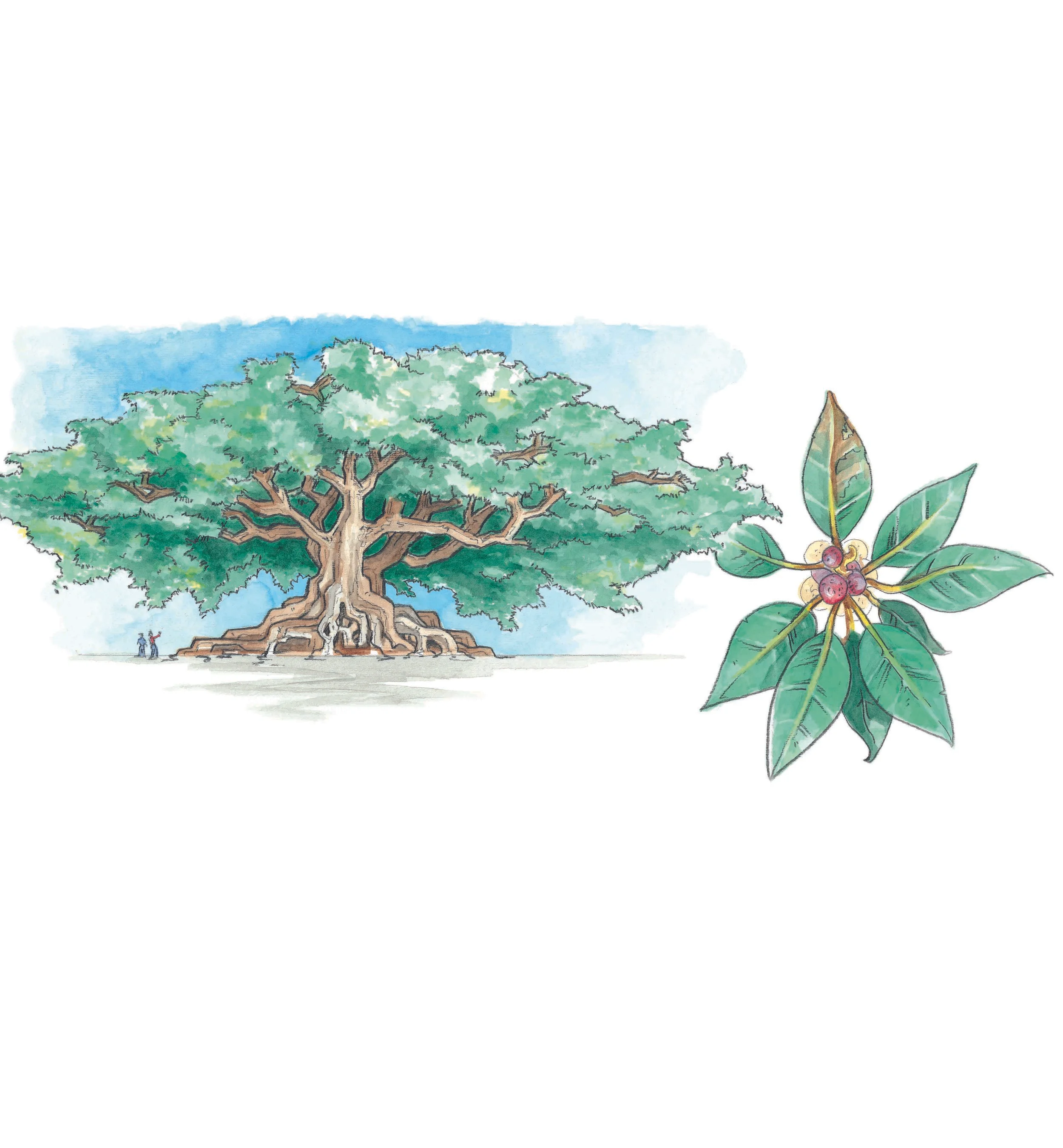 Moreton Bay Fig Tree