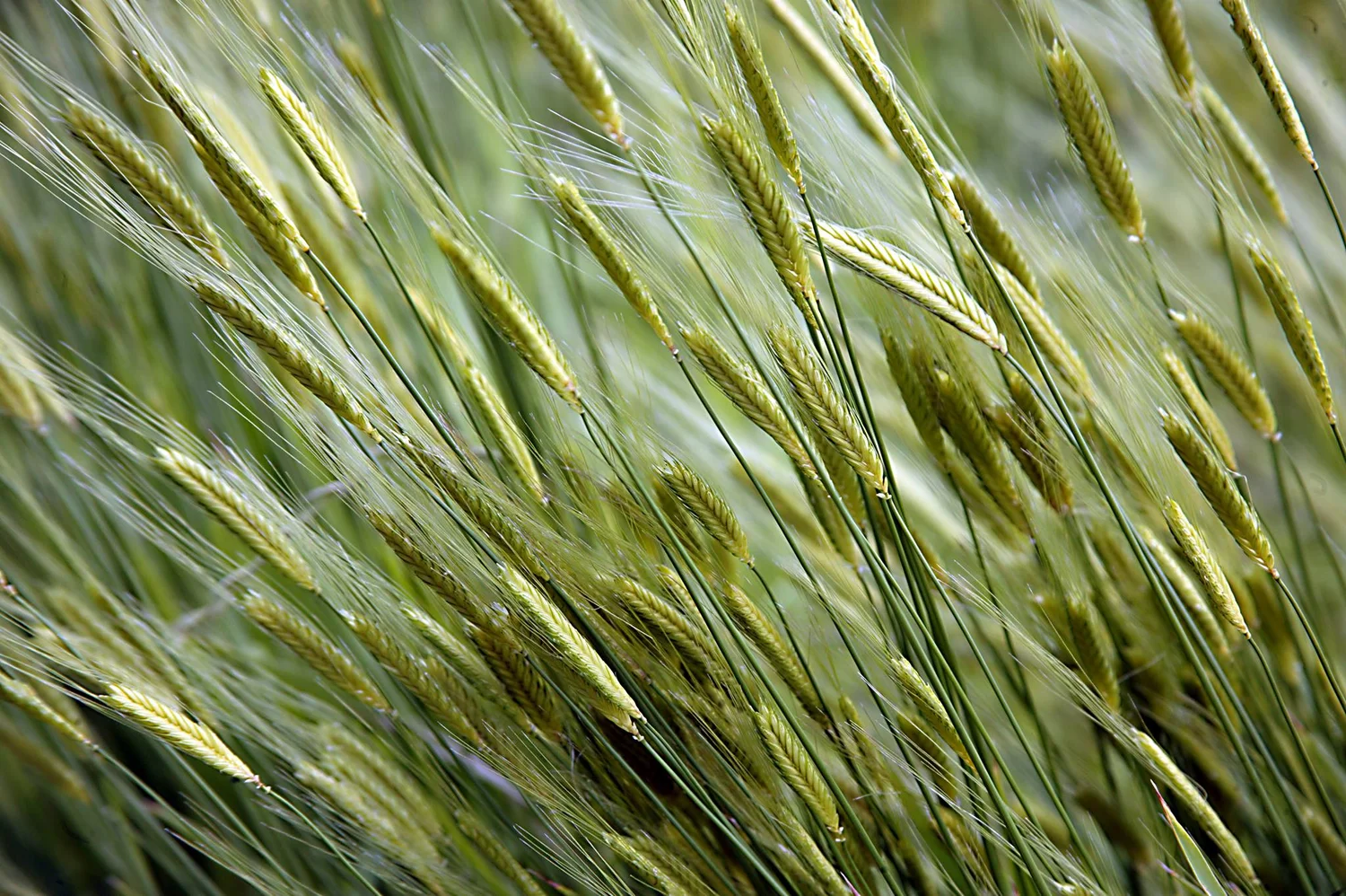 River Valley Community Grains(02)