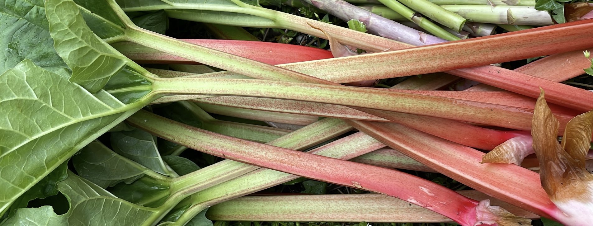 Recipe: The Springiest Rhubarb Crisp