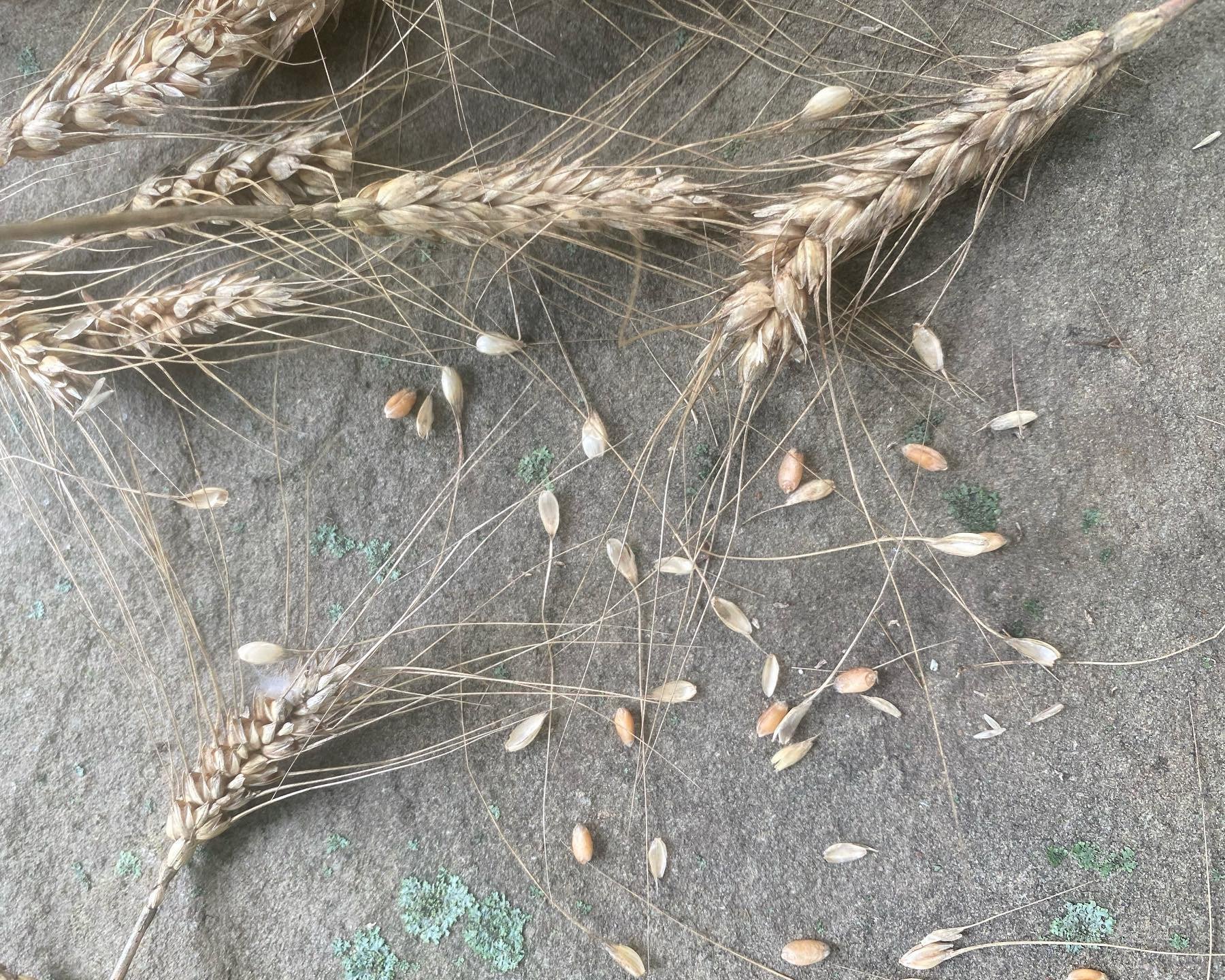 Bringing in the Harvest