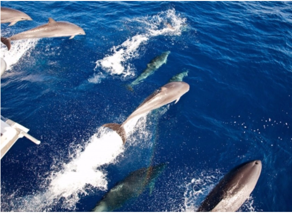 WHALE AND DOLPHIN SPOTTING With over 20 species of whales and dolphins living in and visiting the surrounding waters, St Lucia is the perfect place for marine life watching. A great tour introducing you to humpback, pilot and sperms whales, as well as spinners, bottleneck and spotted dolphin, perfect family day out!