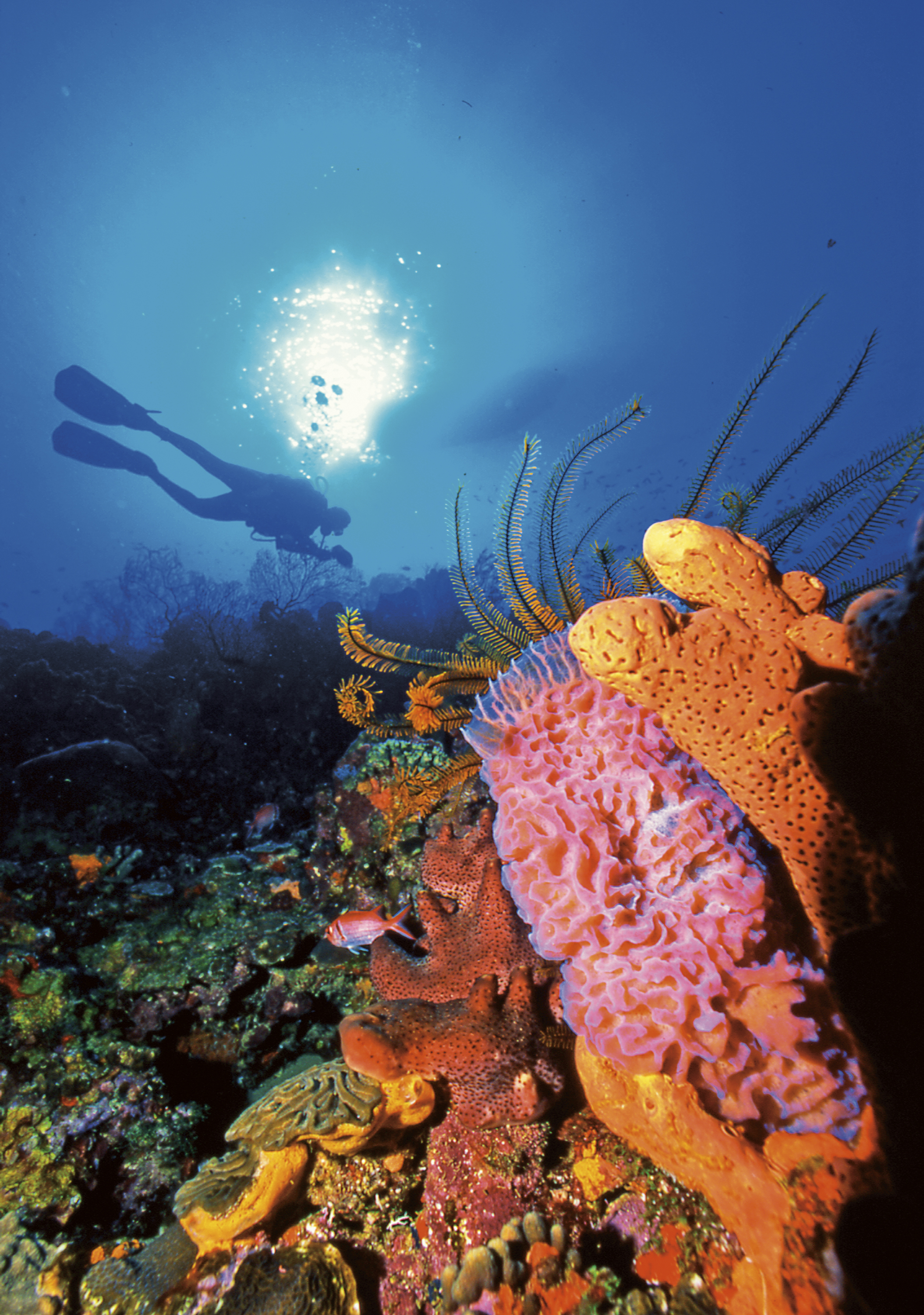 anse chastanet - scuba diving.jpg
