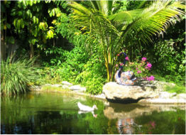 GARDEN OF THE GROVESEnjoy exotic wildlife and botanical gardens.&nbsp;The most photographed spot in The Bahamas that is frequently used for wedding ceremonies is The Grand Bahama’s Garden of the Groves. Home to over 12 acres of exotic wildlife and b…