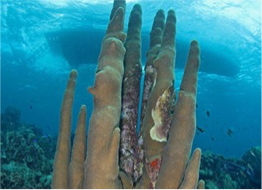 SMOKEY (PUNT'I SANCHI) Considered to be one of the Caribbean's best sites, rivalling with Belize's finest, Smokey is the site that gained Curaçao its reputation amongst divers. Rough sea conditions have kept Smokey well off the tourist path, preserving its delicate marine life to a pristine state that is rare to find nowadays.