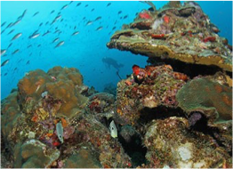 LIGHT TOWER A stunning, adventurous site for divers experienced in strong currents, rough wave action and difficult boat entries and exit.