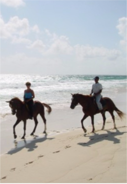 HORSEBACK RIDING A guided horseback riding tour could be an unforgettable way of discovering Curaçao, taking you through some of the island's most unspoiled trails.