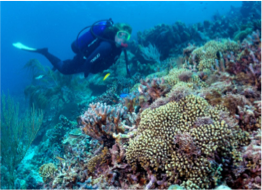 MAYREAU GARDENS A great drift dive in this large coral reef formation, populated with crinoids, garden eels and flamingo tongues. 