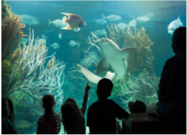 BERMUDA AQUARIUM, MUSEUM AND ZOO An impressive and colourful collection of wildlife and culture in this all-round complex that makes a perfect day out for the whole family.