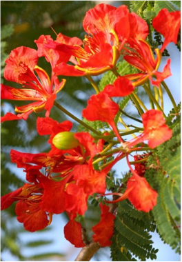 BOTANICAL GARDENS The capital's 36-acre large gardens include a miniature forest, a colourful tropical fruit garden as well as a palm garden. 