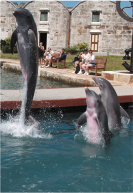 ROYAL NAVAL DOCKYARD & NATIONAL MUSEUM OF BERMUDA The Dolphin Quest, for a chance to get acquainted with the mammal and learn about the important role played by the country in preserving their natural habitat.