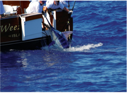FISHING Other boating experiences are available, including off-shore fishing trips, Bermuda being highly reputed for offering great fishing opportunities all year round. Whilst mostly marlin, tuna, and wahoo found right off-shore, and competitions attracting participants from around the world, Bermuda is definitely a fishing-lover's paradise! 