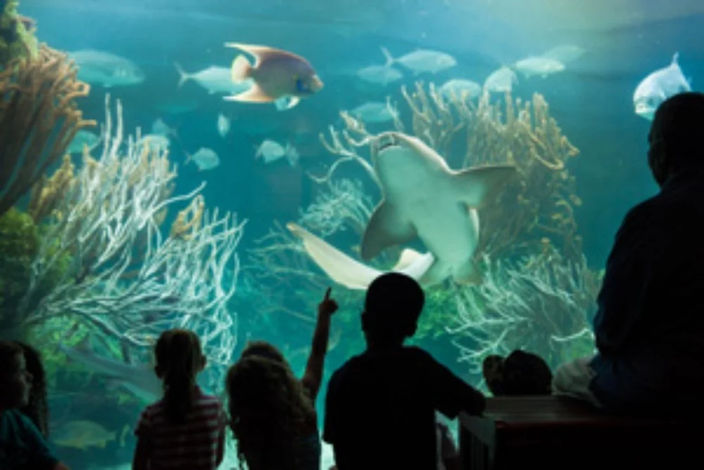 AQUARIUM If over and under waters aren't your thing, but you wish to discover the island's maritime life, head to the capital of Hamilton Parish where you will find a splendid aquarium, alongside a zoo and a museum, for you to admire a display of colourful sea life, wild life and history, with your two feet firmly on the ground!
