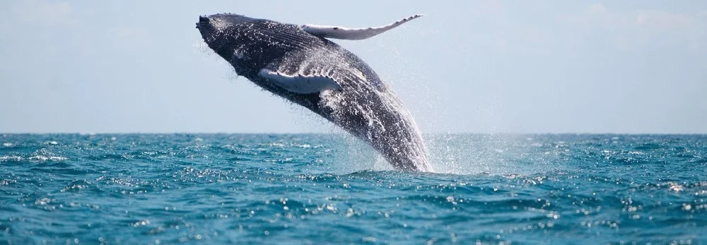 WHALE WATCHING If you're planning on visiting Bermuda during March or April, make sure to witness the whales' annual migration parade on their way to their northern feeding grounds. Although you may spot several species of whales, the Humpback whale is the one you're most likely to see, due to their playful and friendly nature.