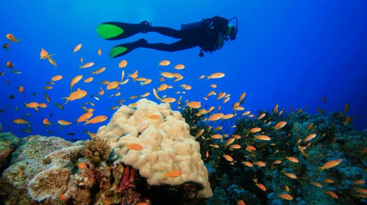 diving-guadeloupe - Copy.jpeg